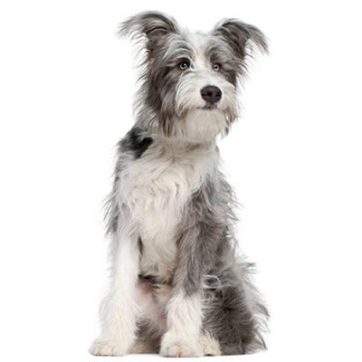 Heartworm Tx Dosage