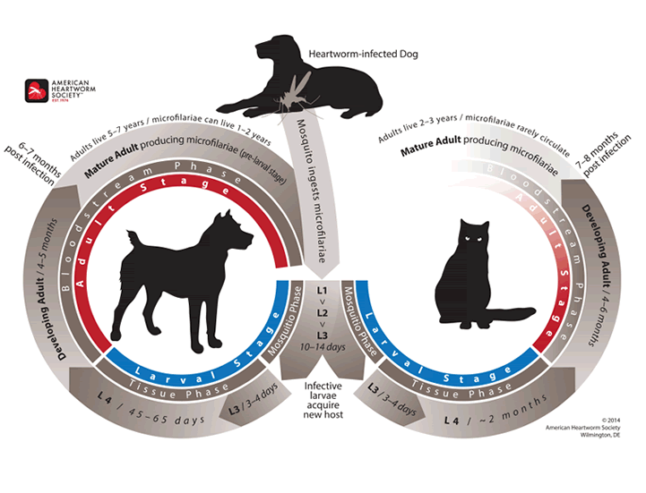 Heartworm Life Cyle